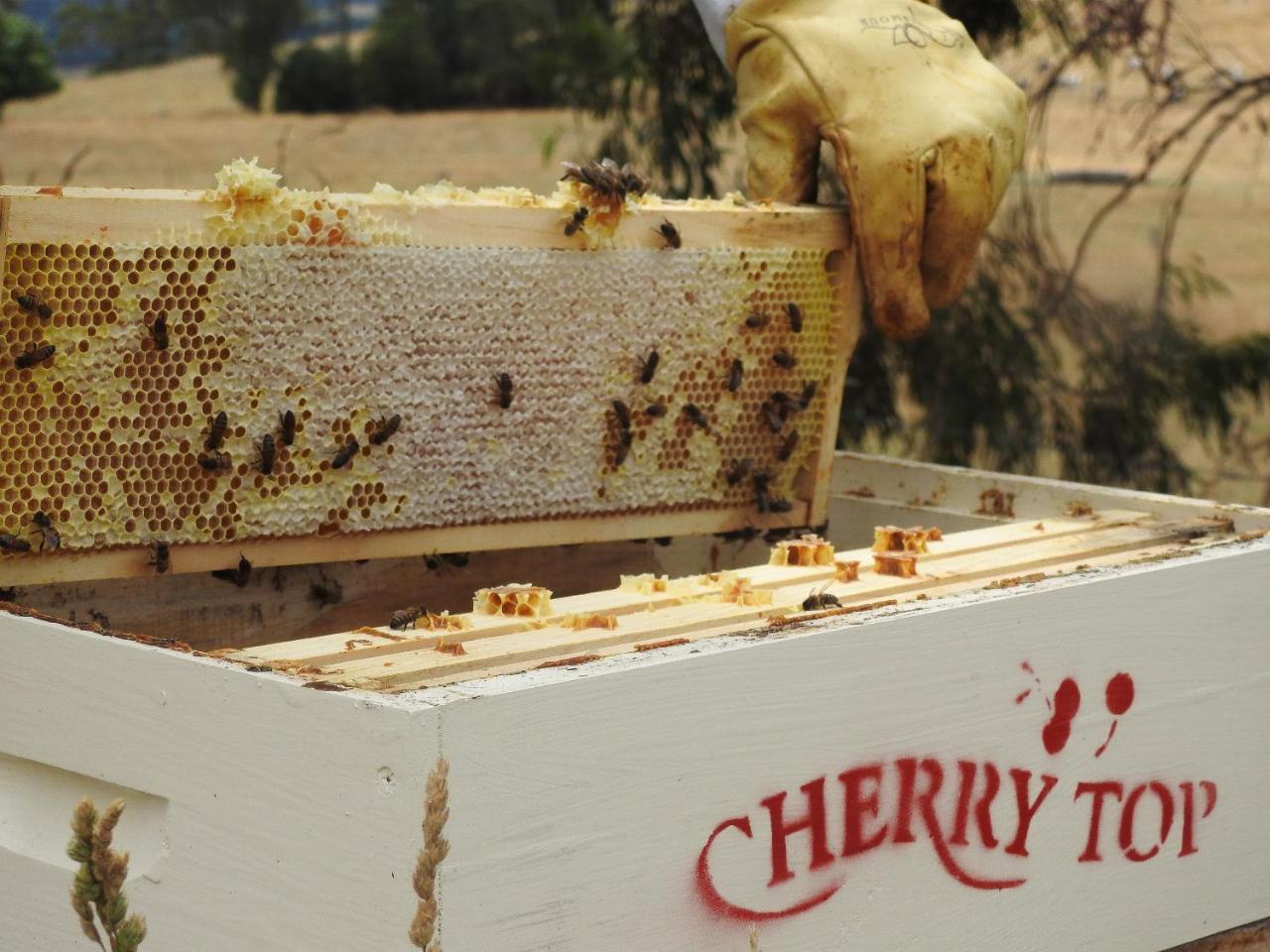 Cherry Top Farmstay - Boutique Eco Village Lilydale Luaran gambar